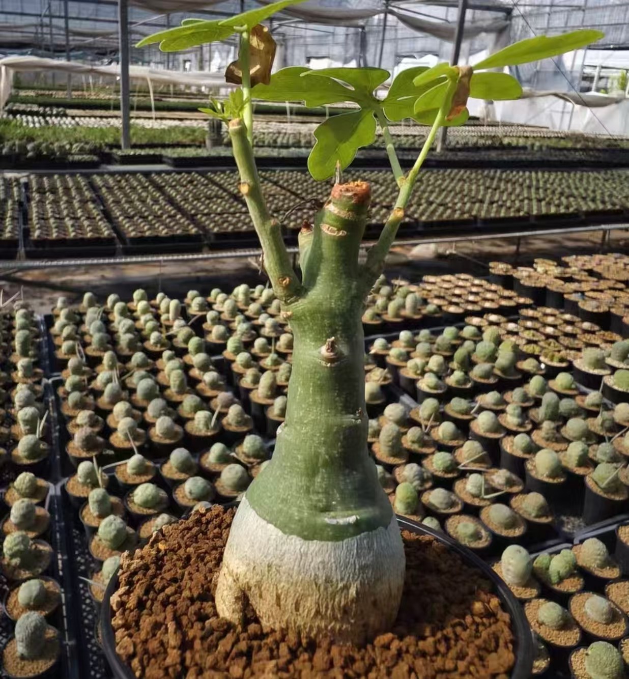 Adenia glauca rarsucculent cactus Boutique Feature