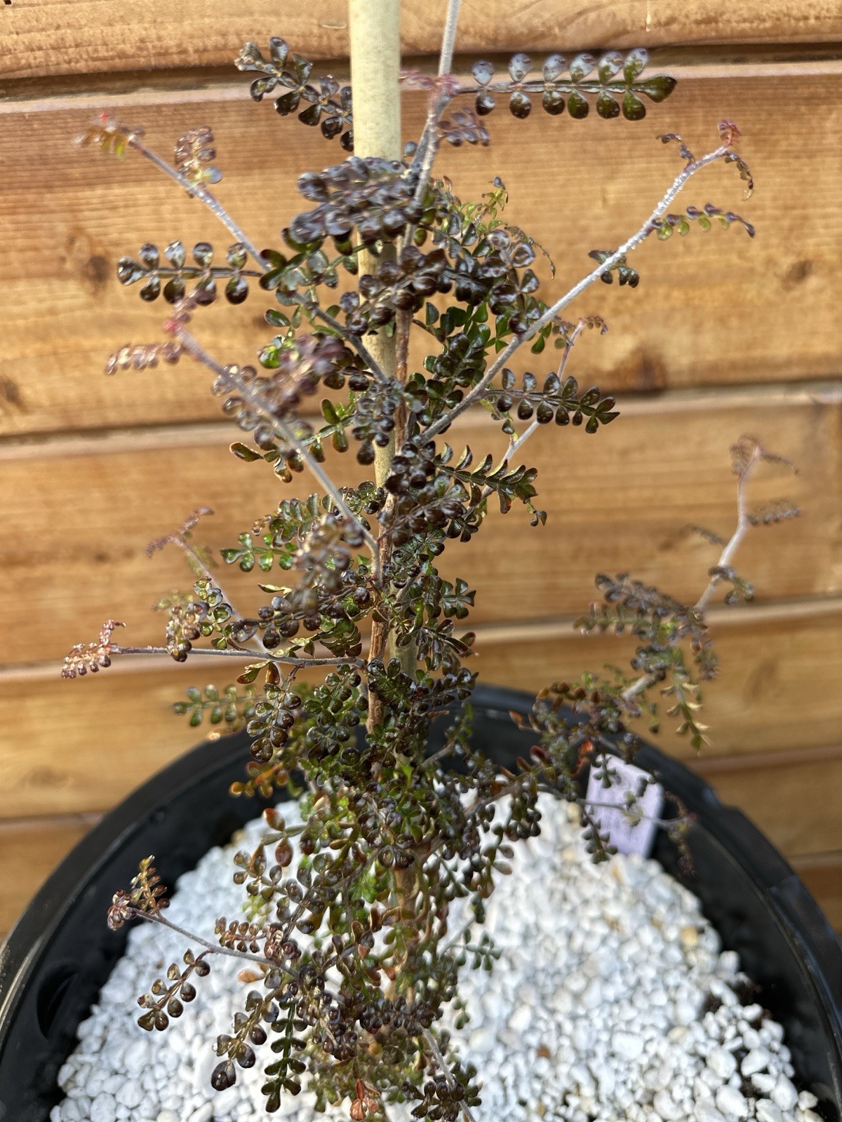 Operculicarya decaryi – Madagascar Elephant Tree – 3 years old