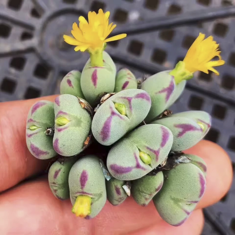 5CM Succulent Plant Conophytum Maughanii Aizoaceae (more than 20 Heads)Beautiful