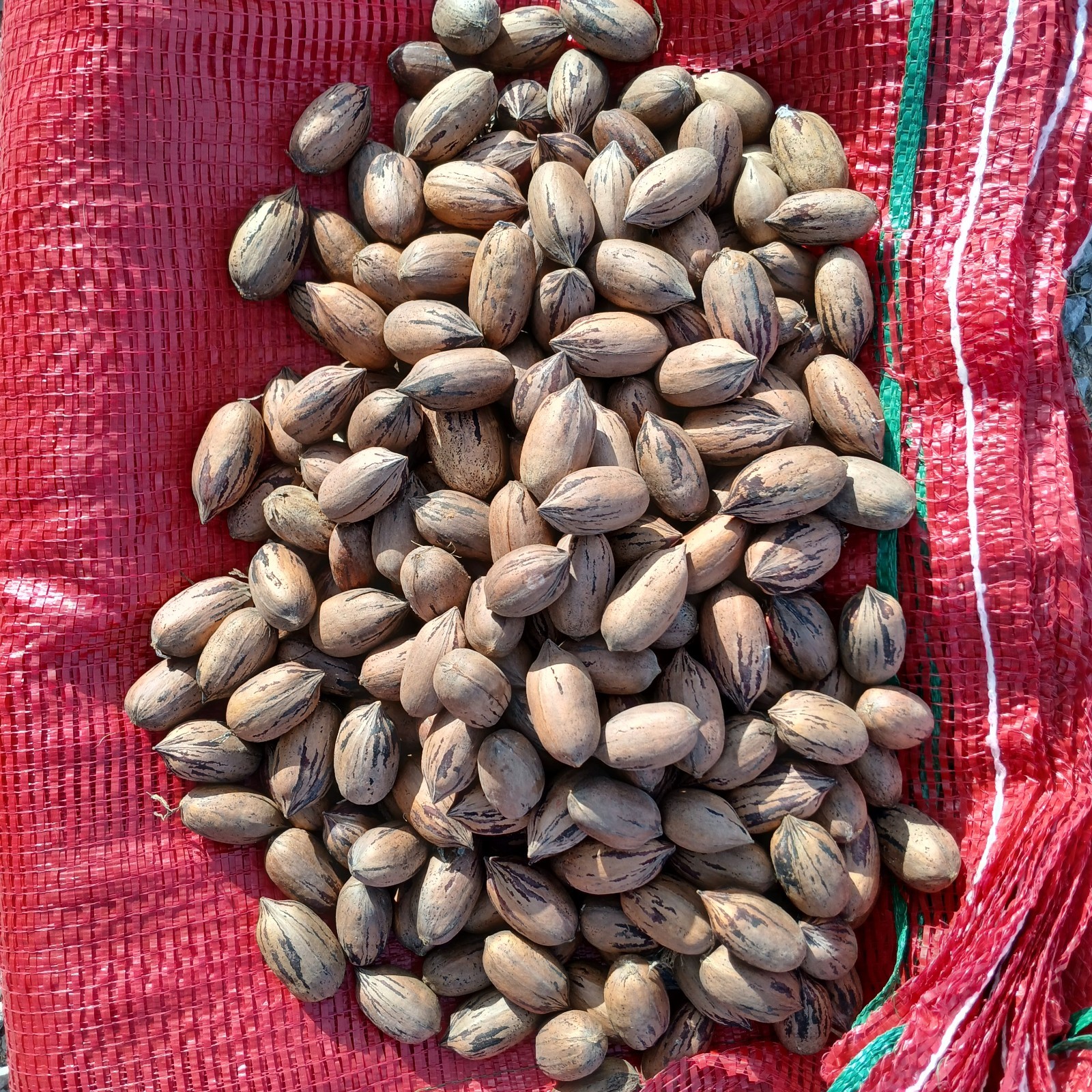 Fresh 2025 Paper Shell Pecans Whole in Shell