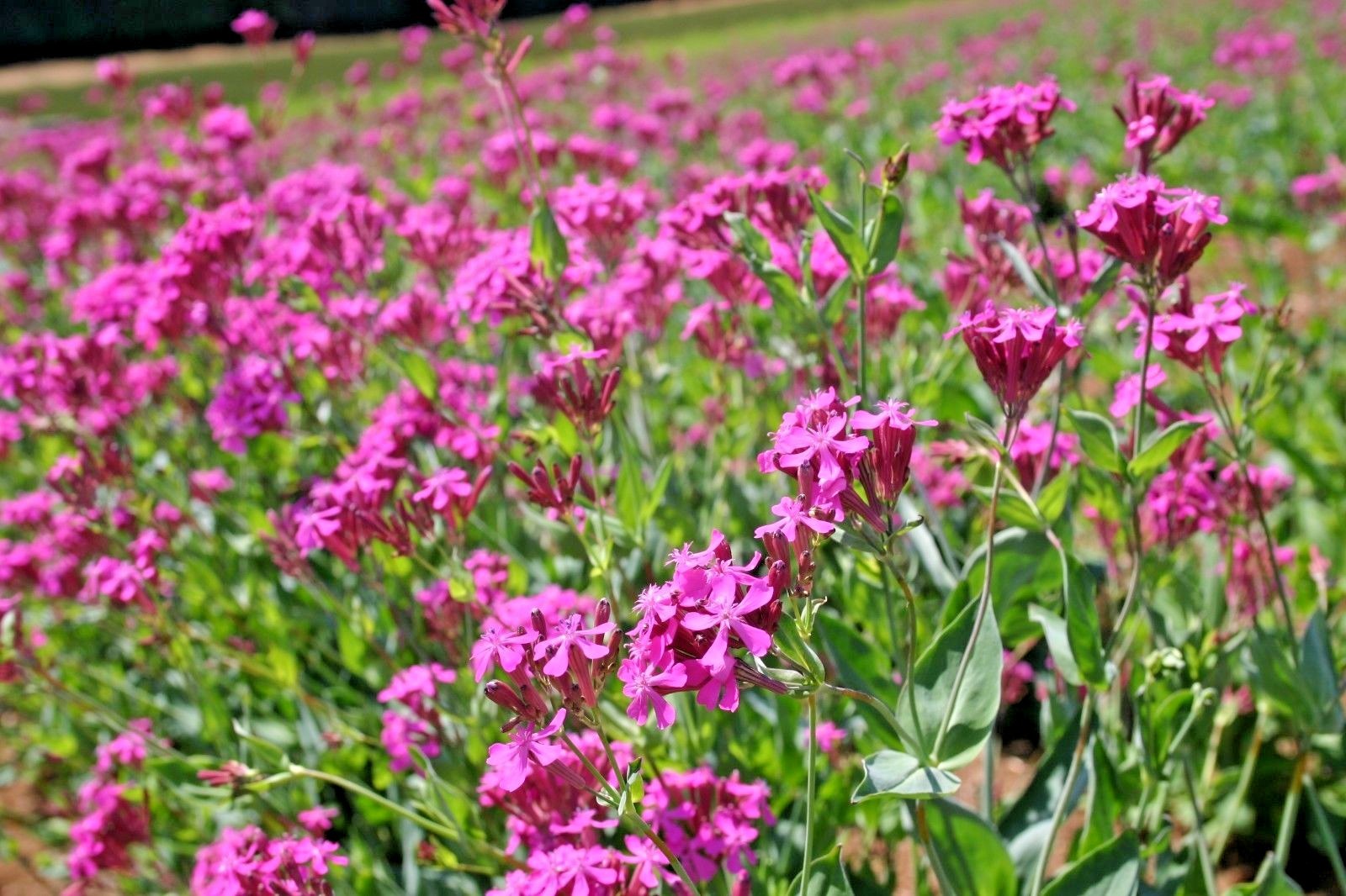 1001+CATCHFLY Flower Seeds None So Pretty Native Wildflower Patio Container Easy