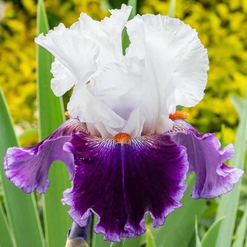 50 Heirloom Iris Seeds Fragrant Flower Plant (much less money than bulbs) .