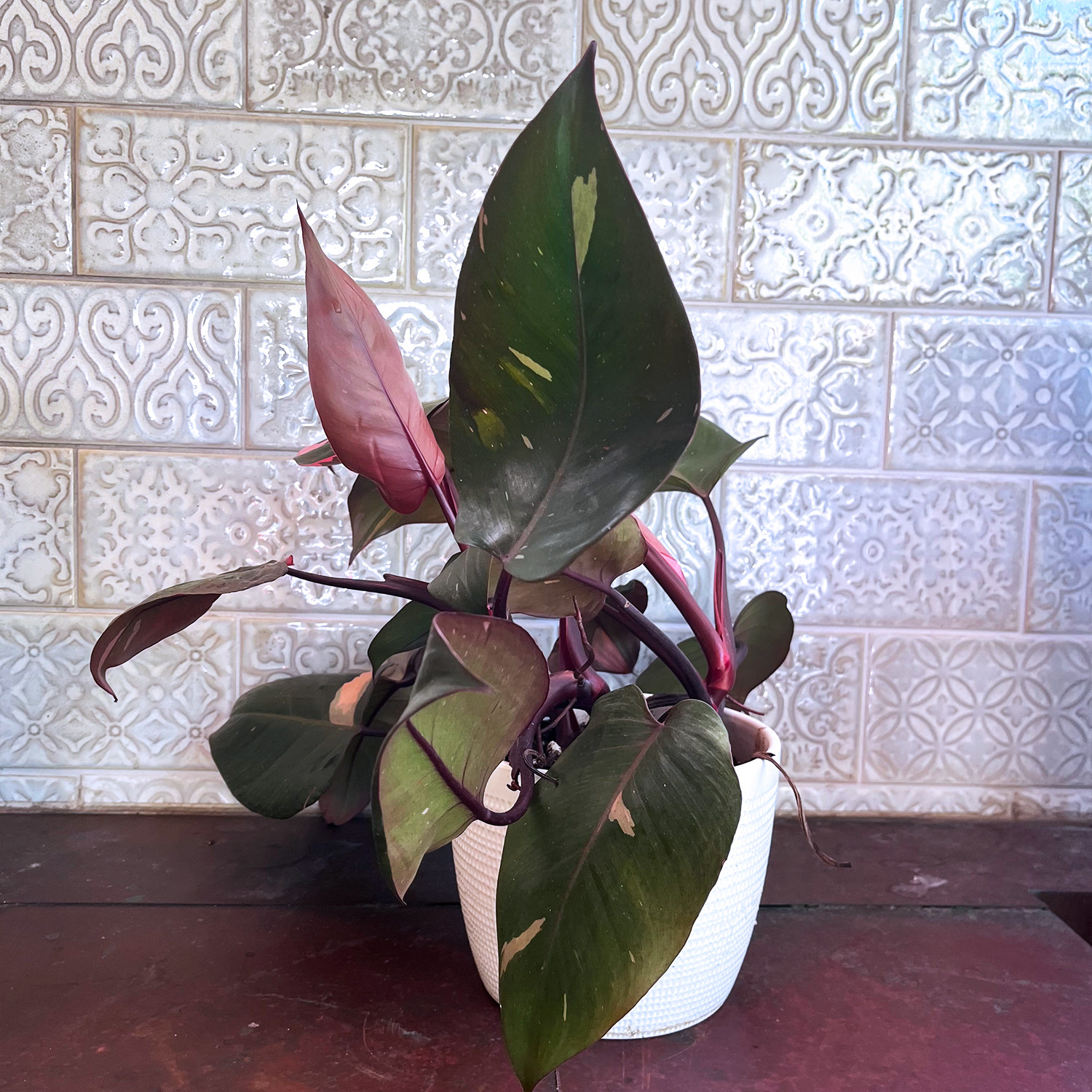 Pink Princess Philodendron Plant – FREE Shipping