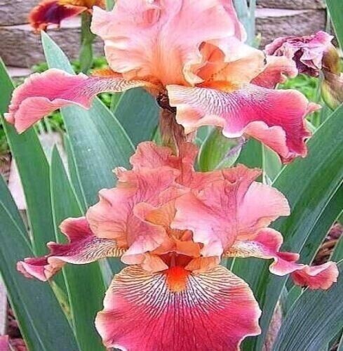 50 Heirloom Iris Seeds Fragrant Flower Plant (much less money than bulbs)