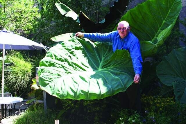 **THAILAND GIANT** Elephant Ear Colocasia Esculenta Starter Plant**USA Seller**