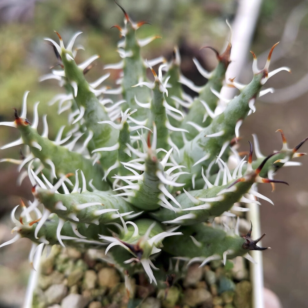 5CM Succulent Aloe Plant Aloe Erinacea Liliaceae Home Garden Beautiful Plant