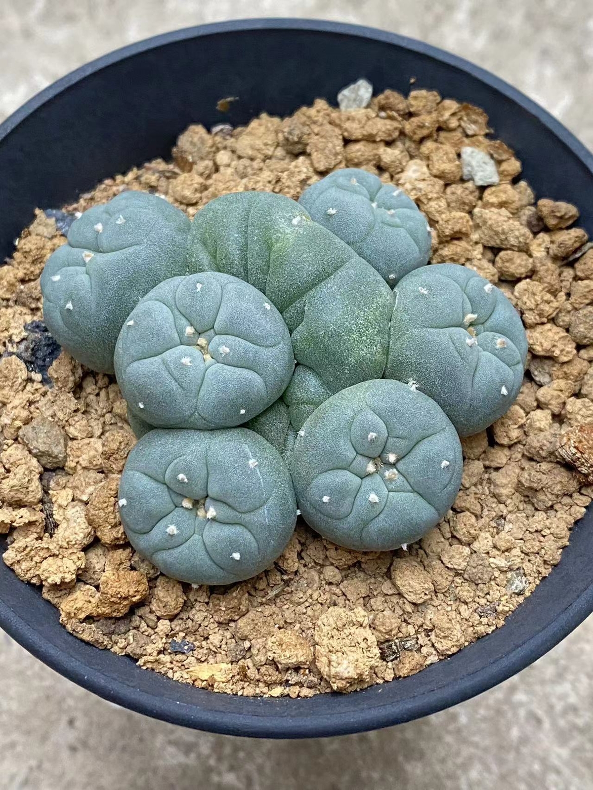 6-8cm cactus Succulent Multiple heads Plant Garden beautiful Plant seedgrowth