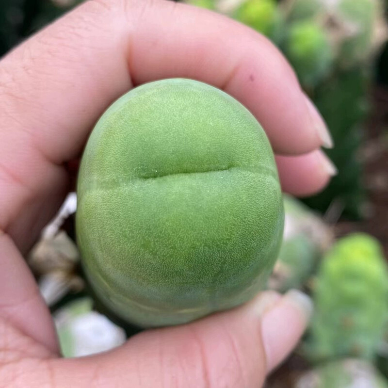 8CM Succulent Cactus Plant Eulychnia Castanea Male Sexy Cactaceae Home Garden