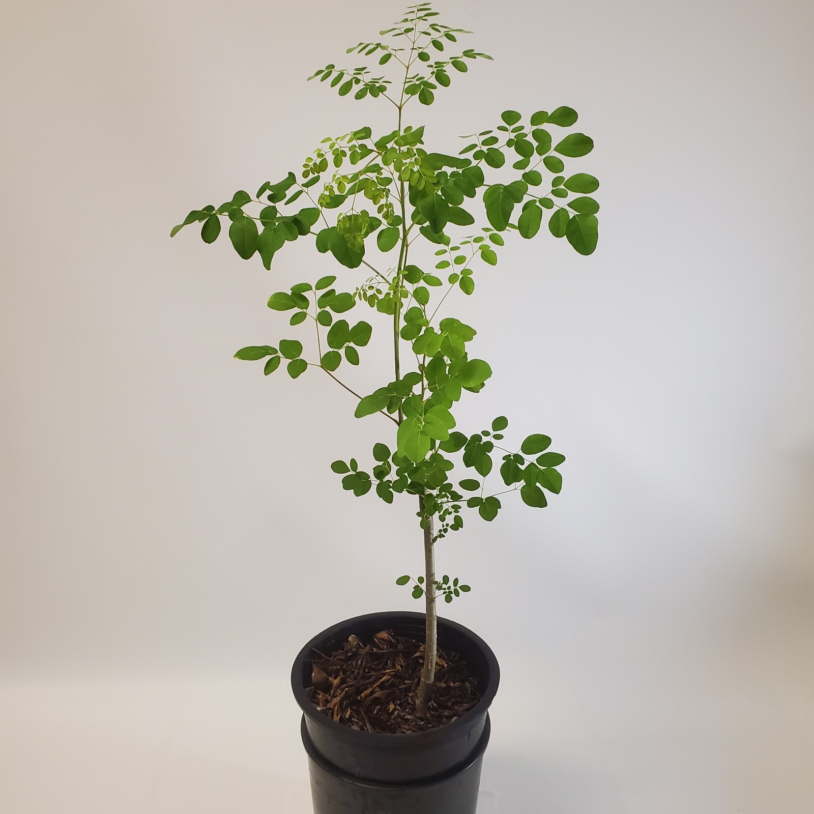 2-3ft Tall Moringa Oleifera Tree Save 6 Months of Grow Time AKA Miracle Tree