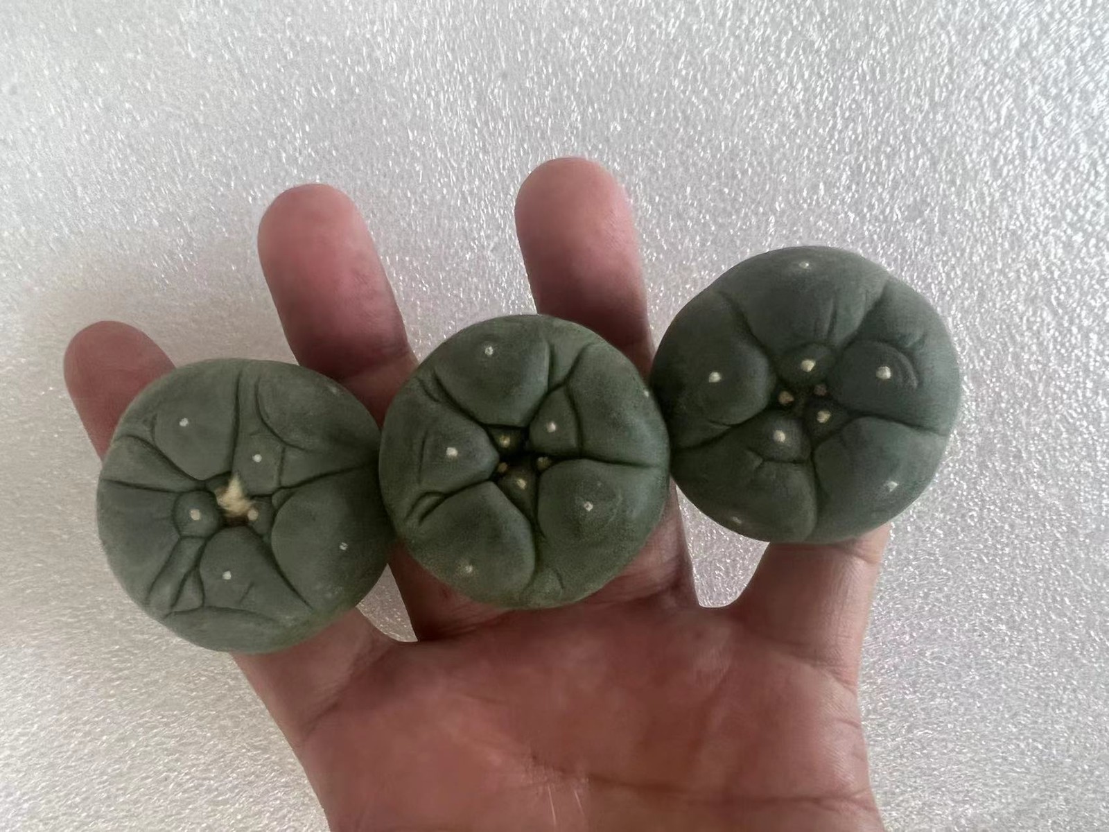 5PCS Succulent Cactus Plant Beautiful Cactus Garden Décor Boutique 3-5cm