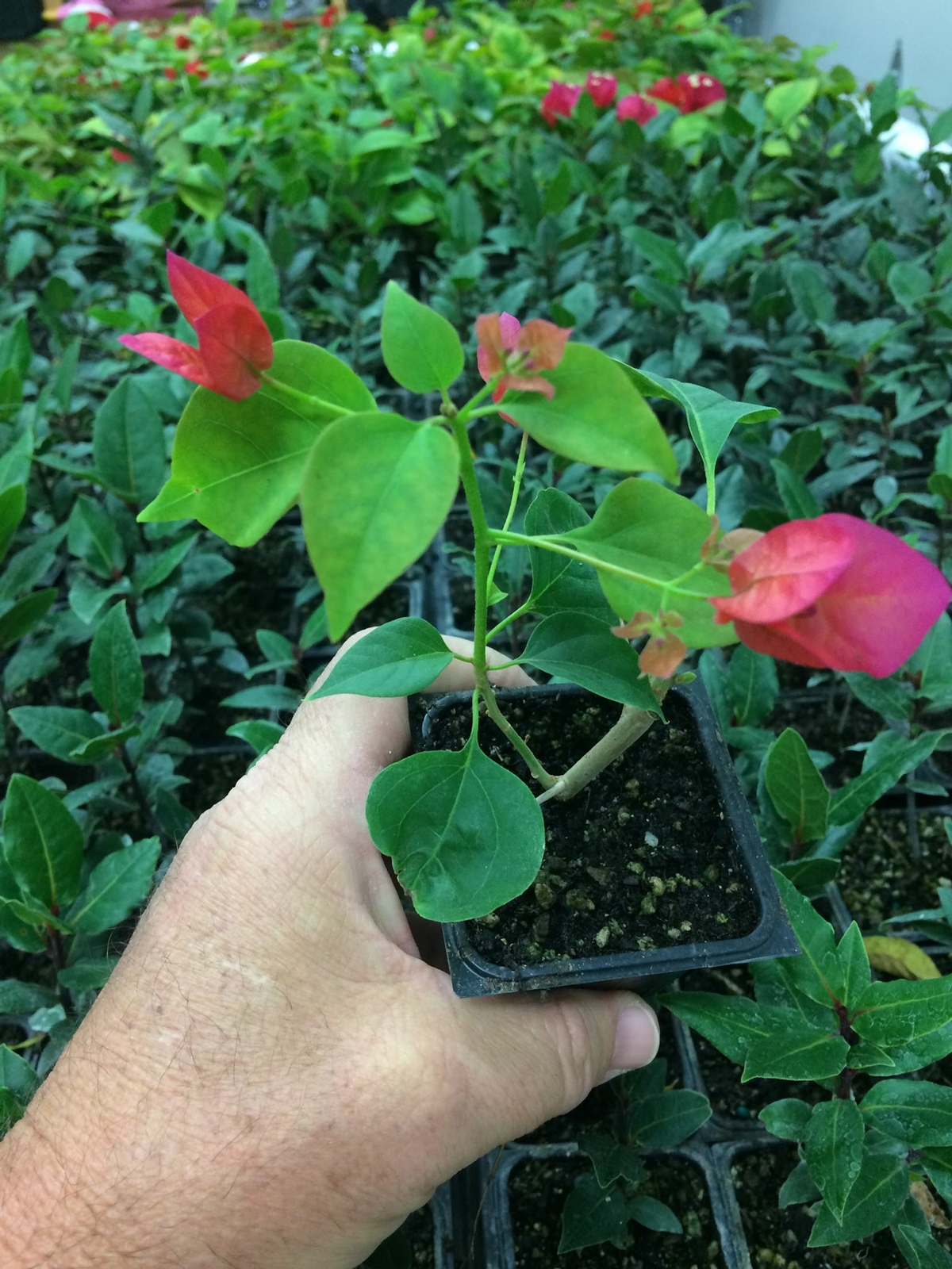 Bougainvillea – ‘Barbara Karst’