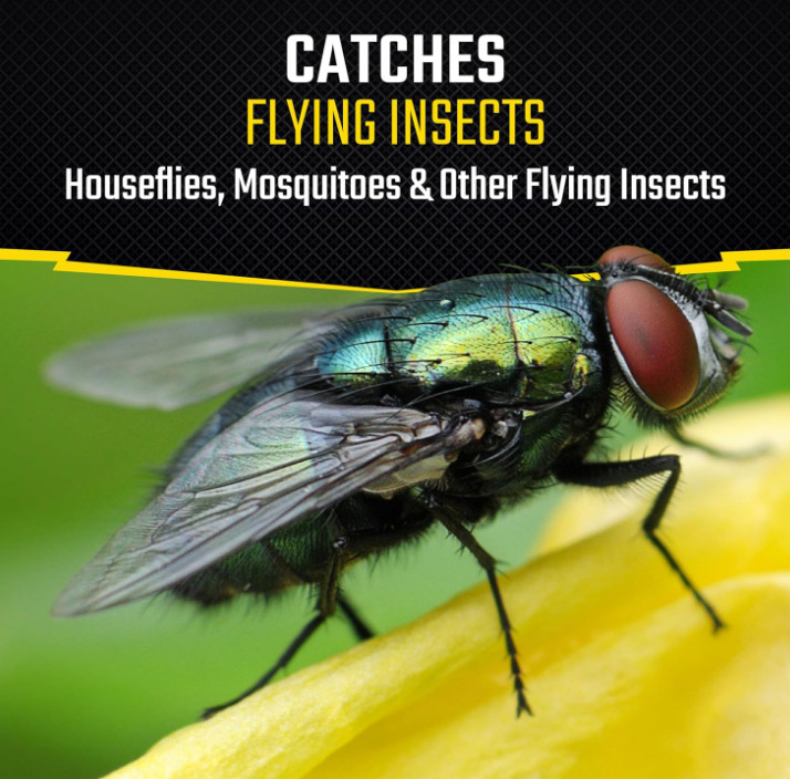 Black Flag Fly Paper, Insect Trap, Catches All Flying Insects 4 Traps
