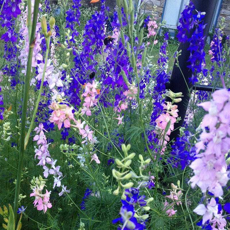 Landscaper’s Pack SHADE Mix Wildflowers Annual Perennial Heirloom 5000 Seeds!