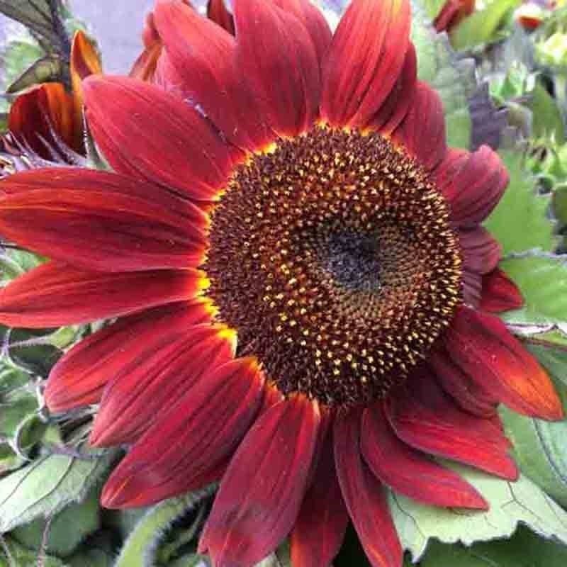 75+ RED SUN RARE SUNFLOWER SEEDS FLOWERS BEAUTIFUL TALL CUT NON-GMO HEIRLOOM USA