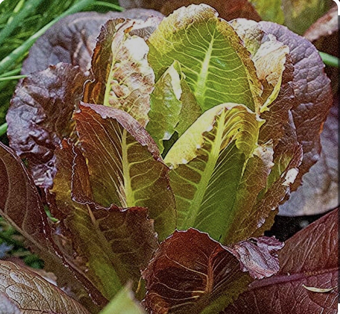 700+ Rouge D’Hiver Romaine Seeds-NONE GMO-Open Pollinated