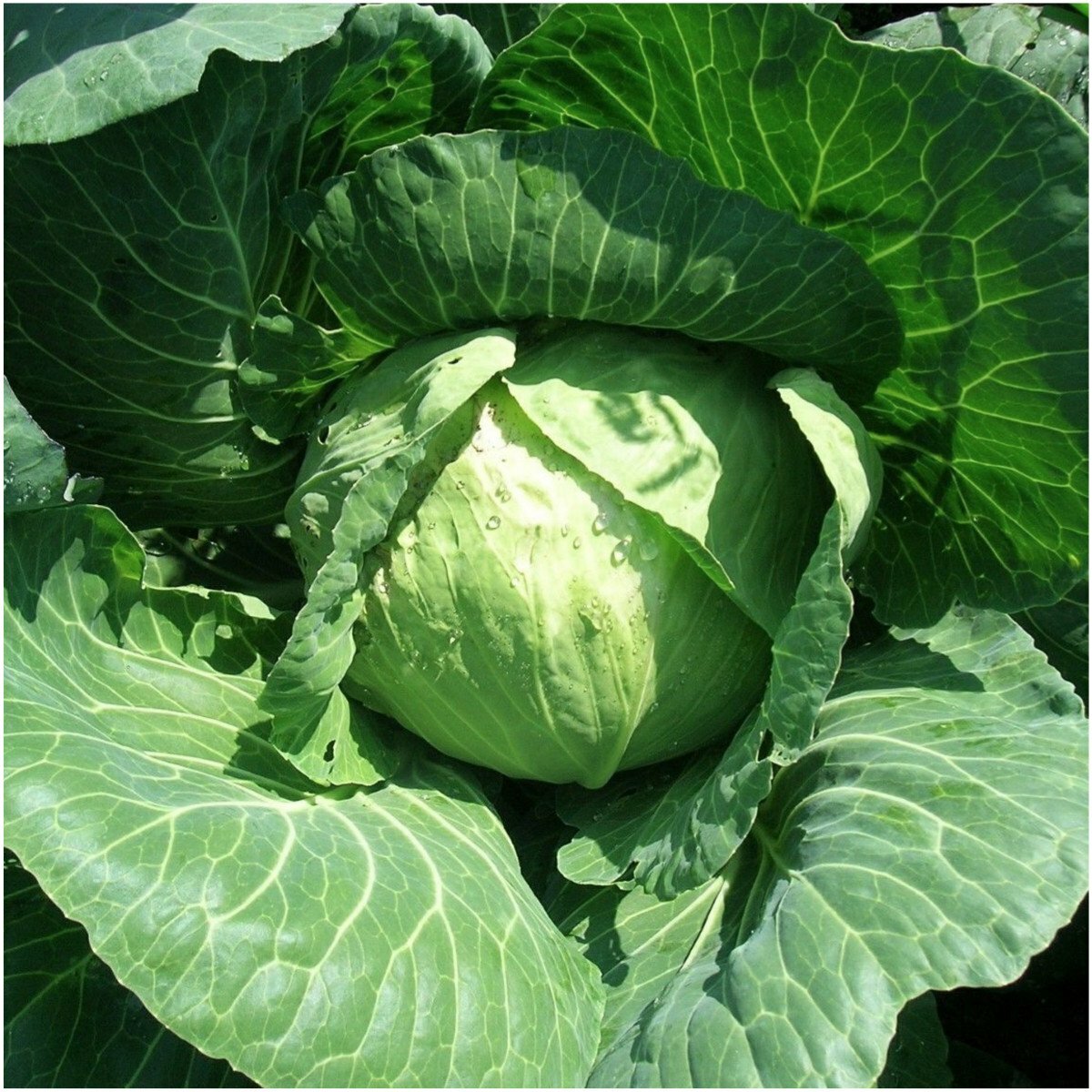 Late Flat Dutch Cabbage Seeds, Cabbage Wraps, NON-GMO, Heirloom, FREE SHIPPING
