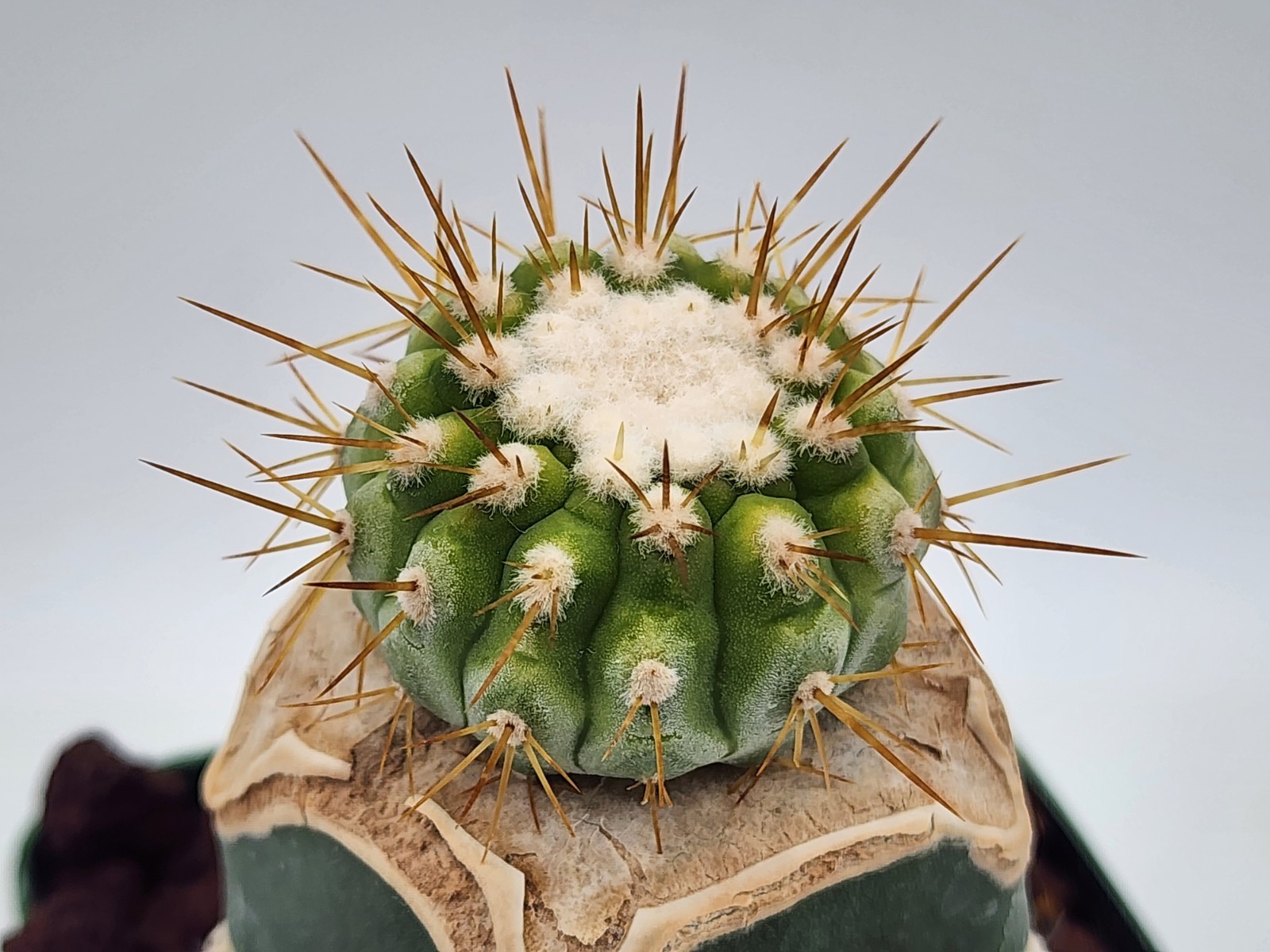 Copiapoa – Unknown Sp. – Grafted