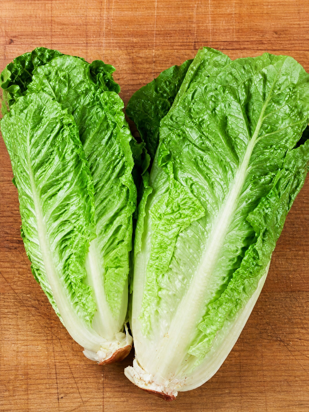1250 Heirloom Giant Caesar Romaine Lettuce Seeds – Crisp & Sweet Classic Lettuce