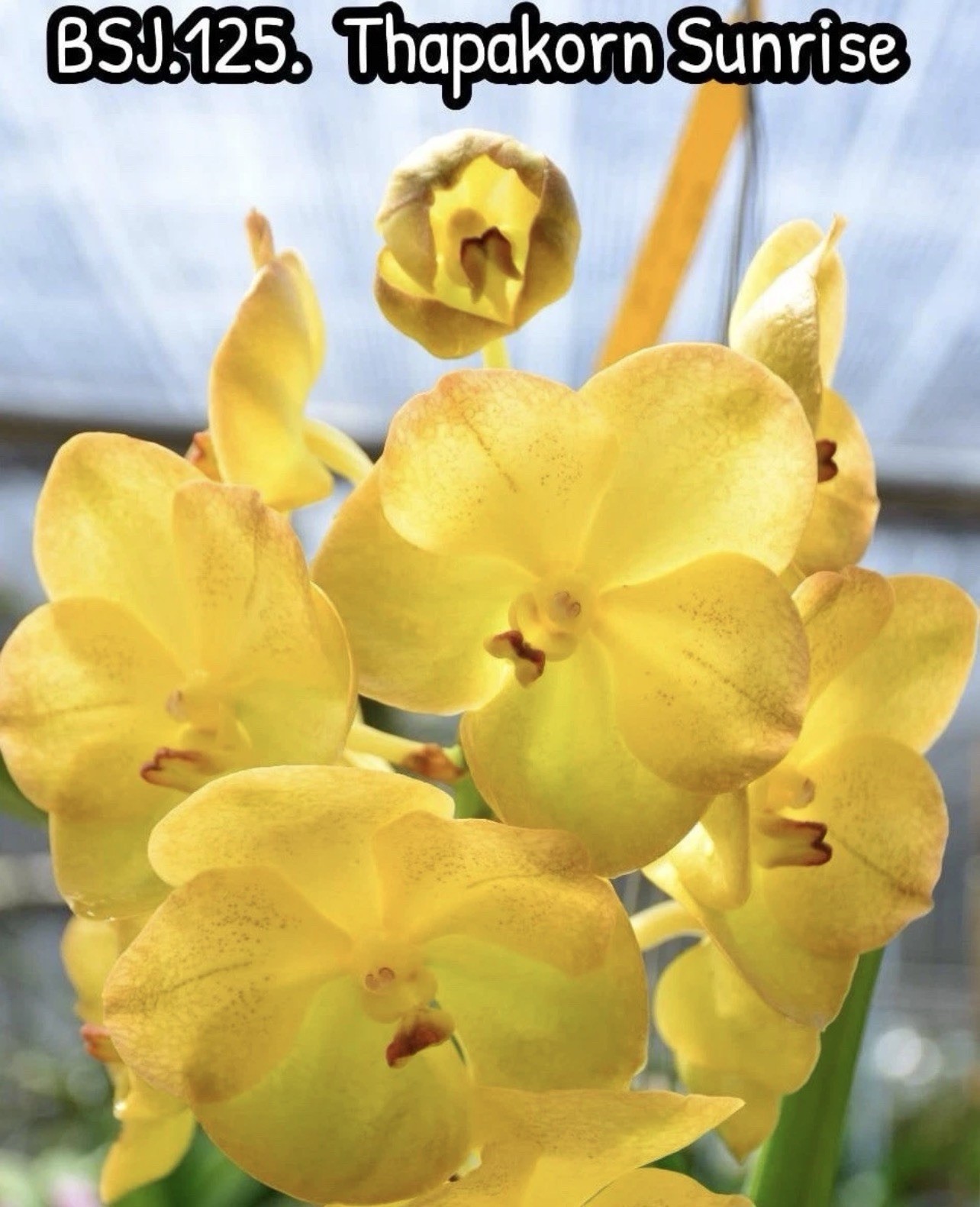 4 Different Vanda Seedling Package, Orchids See Description Hybrids