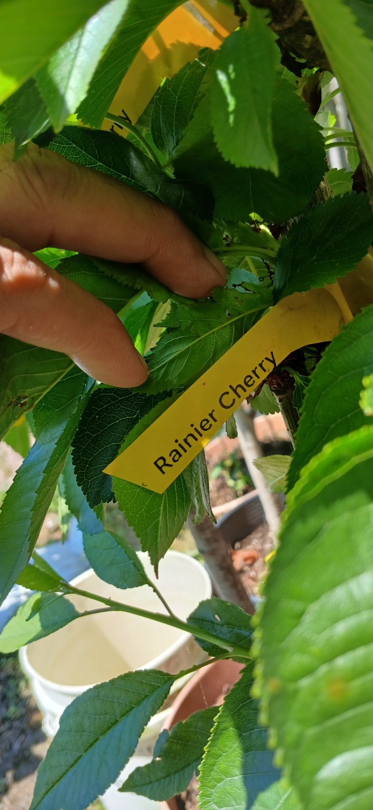 3 Years Old Multi Grafted 5 Different Organic Premium Cherry Tree On One Tree