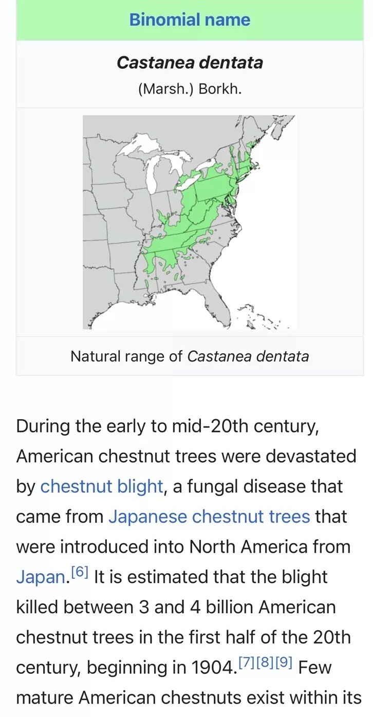 100% American Chestnut. 2025 harvest. Verified By The ACF. 5 Per Order