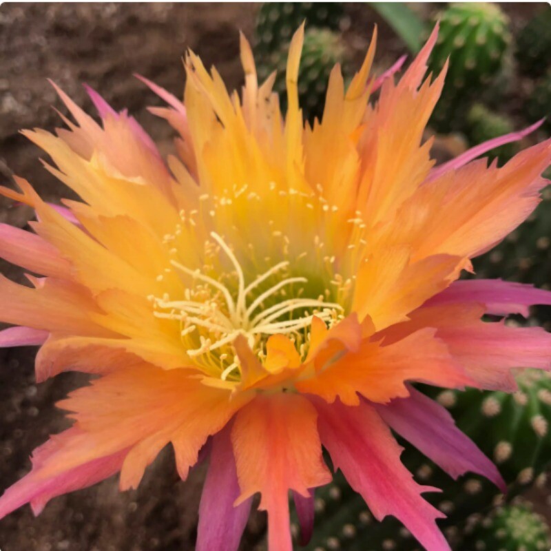 High 5cm Cactus Succulent Plant Home Garden Decoration Plant