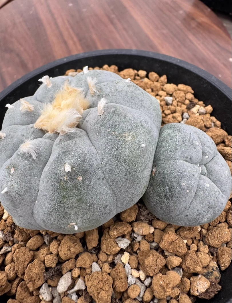 8cm Multi Heads RareSucculent Plant LW Cactus OwnRoot WYSIWYG Boutique Garden#77