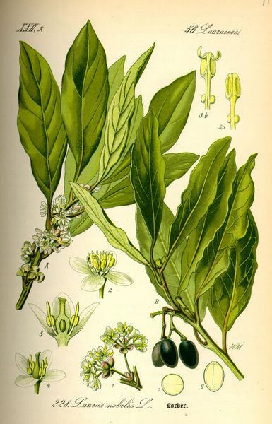 Laurus nobilis – ‘Bay Leaf Tree’ – Bay Laurel or Sweet Bay