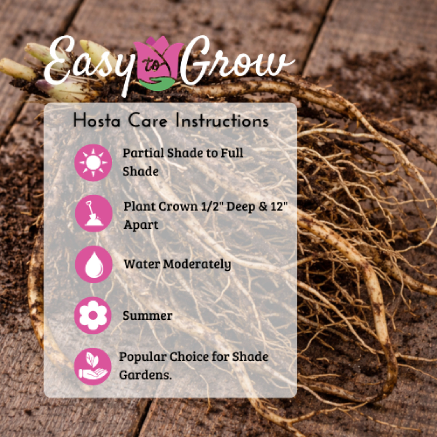 Hosta White Feather 3 Plant Roots, Bright Foliage in Shade Summer Blooms