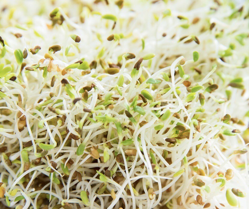 1500+ Alfalfa Sprouting Seeds | NON-GMO | ORGANIC – USA