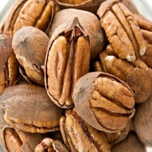 Northern Sweet Pecan Tree Seeds/Nuts (Carya illinoinensis) Hardy-Zone 5 Edible
