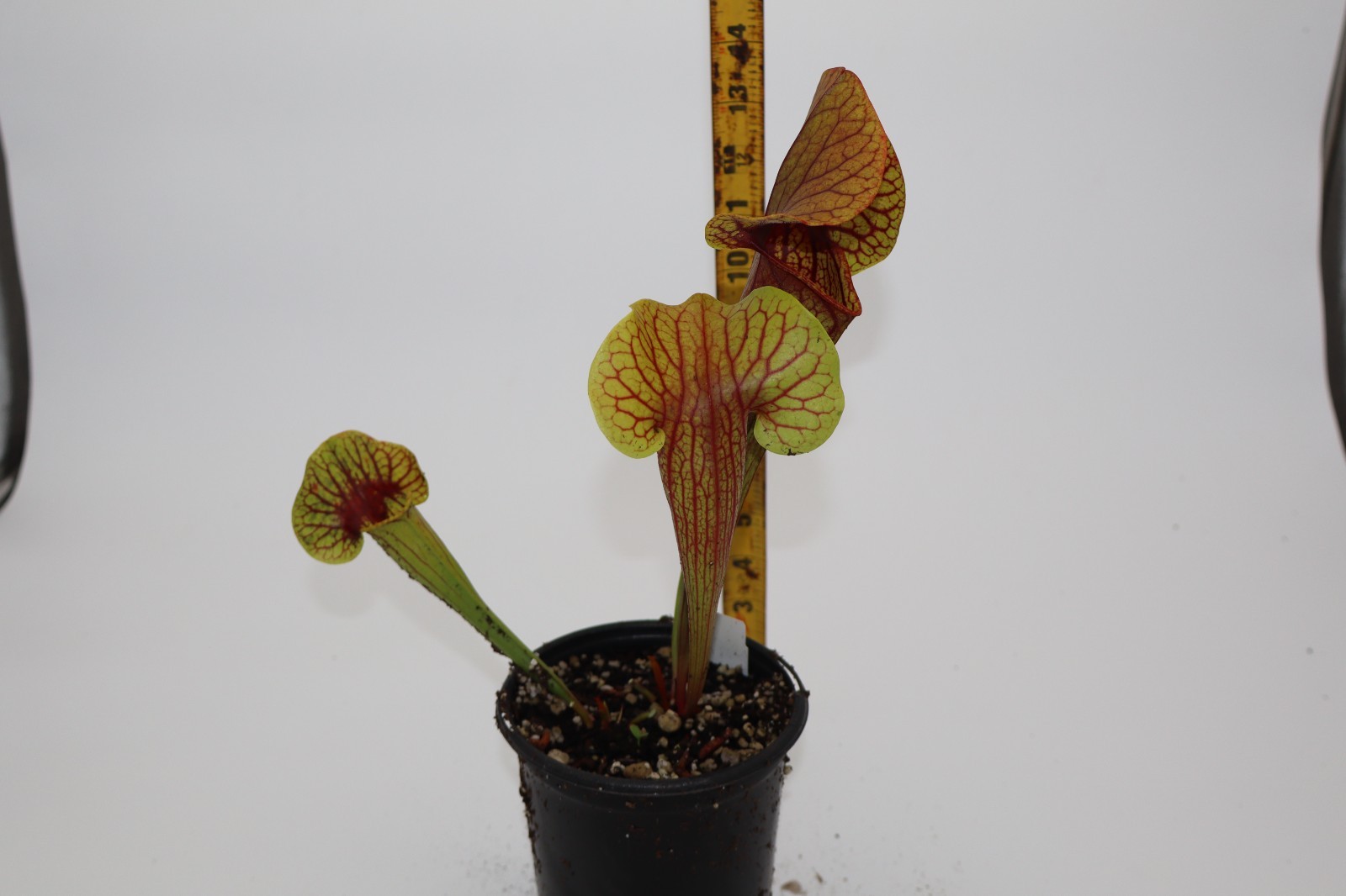 Sarracenia – Unknown Catesbaei