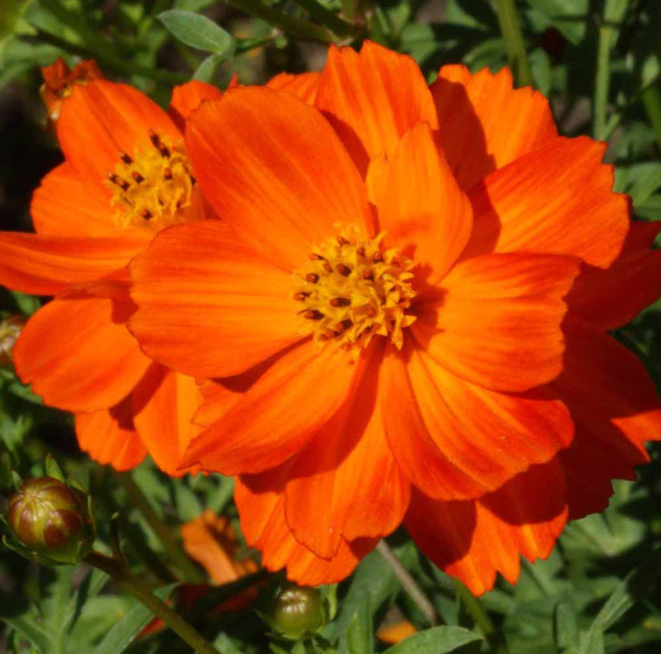 Wildflower Mix DRY AREA MIX w/Perennials Full Sun Pollinators Non-GMO 1000 Seeds