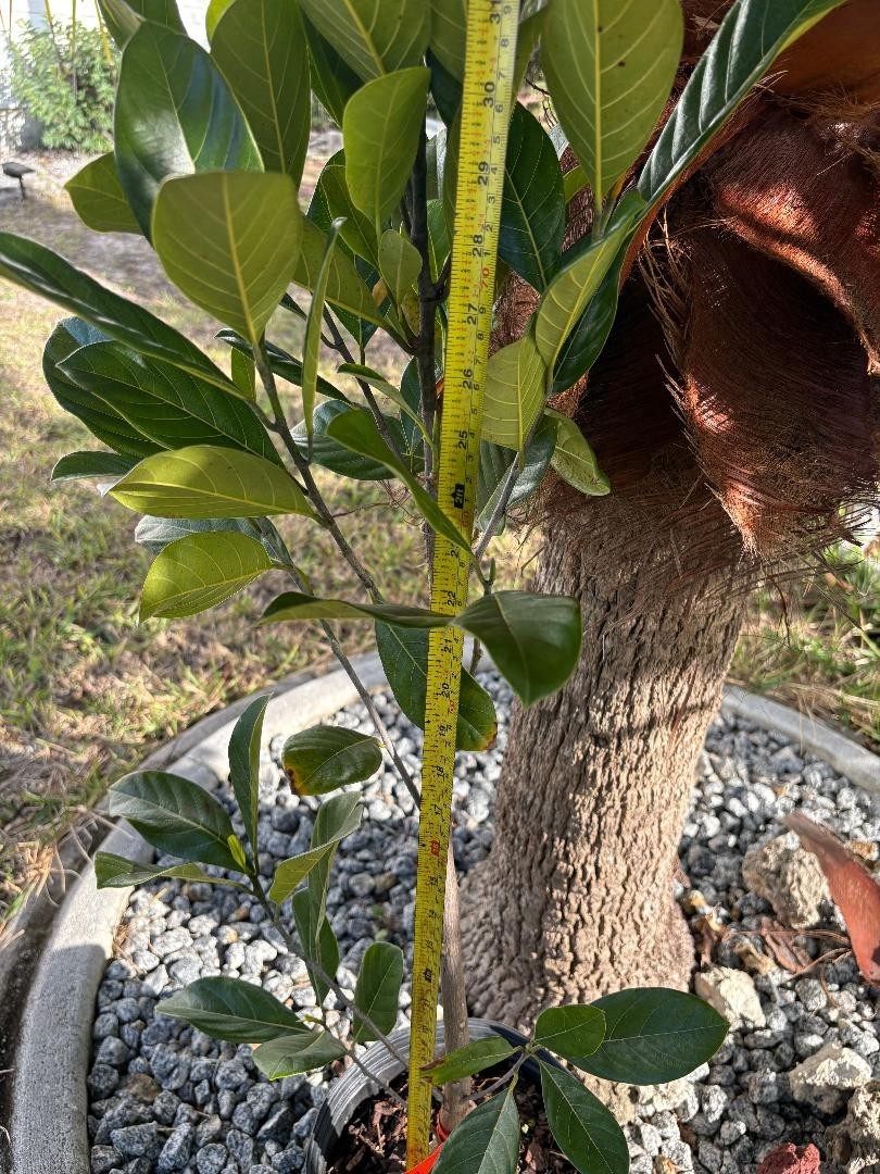 1 YEAR OLD GRAFTED BLACK GOLD JACKFRUIT TREE (A. HETEROPHYLLUS)