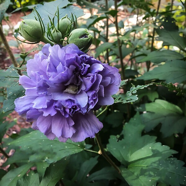 MIXED ROSE OF SHARON HIBISCUS ALTHEA LIVE 3 PLANTS VARIOUS COLORS 2.5” in pot