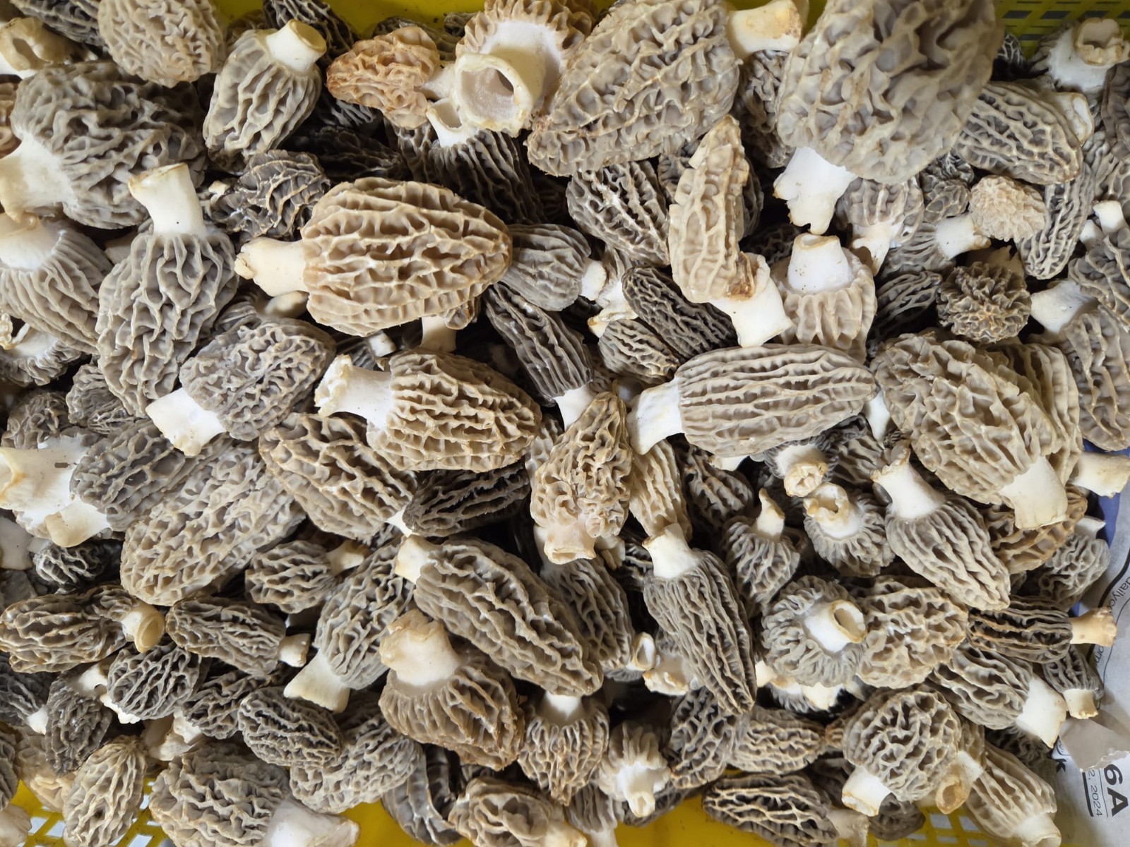 Fresh Blonde/Gray Morel Mushrooms/PER POUND
