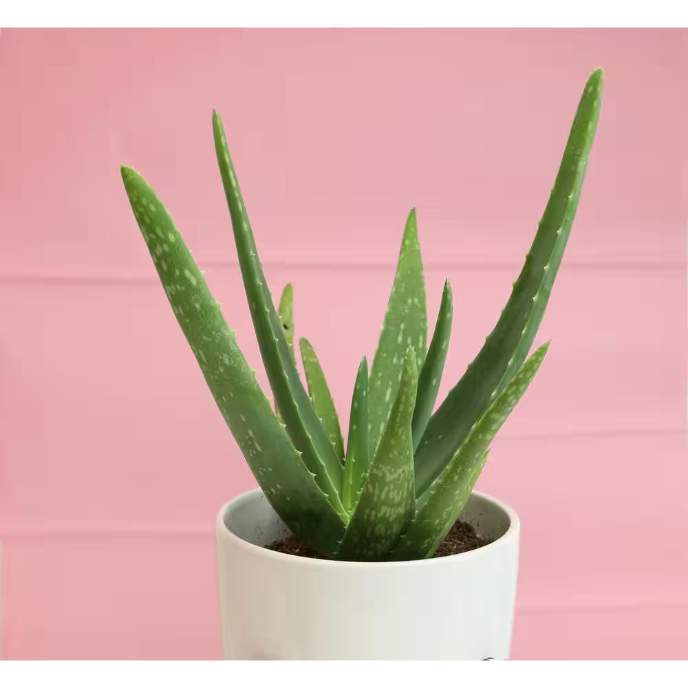 Live Aloe Vera Succulent Plant, (Approx. 10In. Tall), 3.5In. Grower Pot, Easy Li