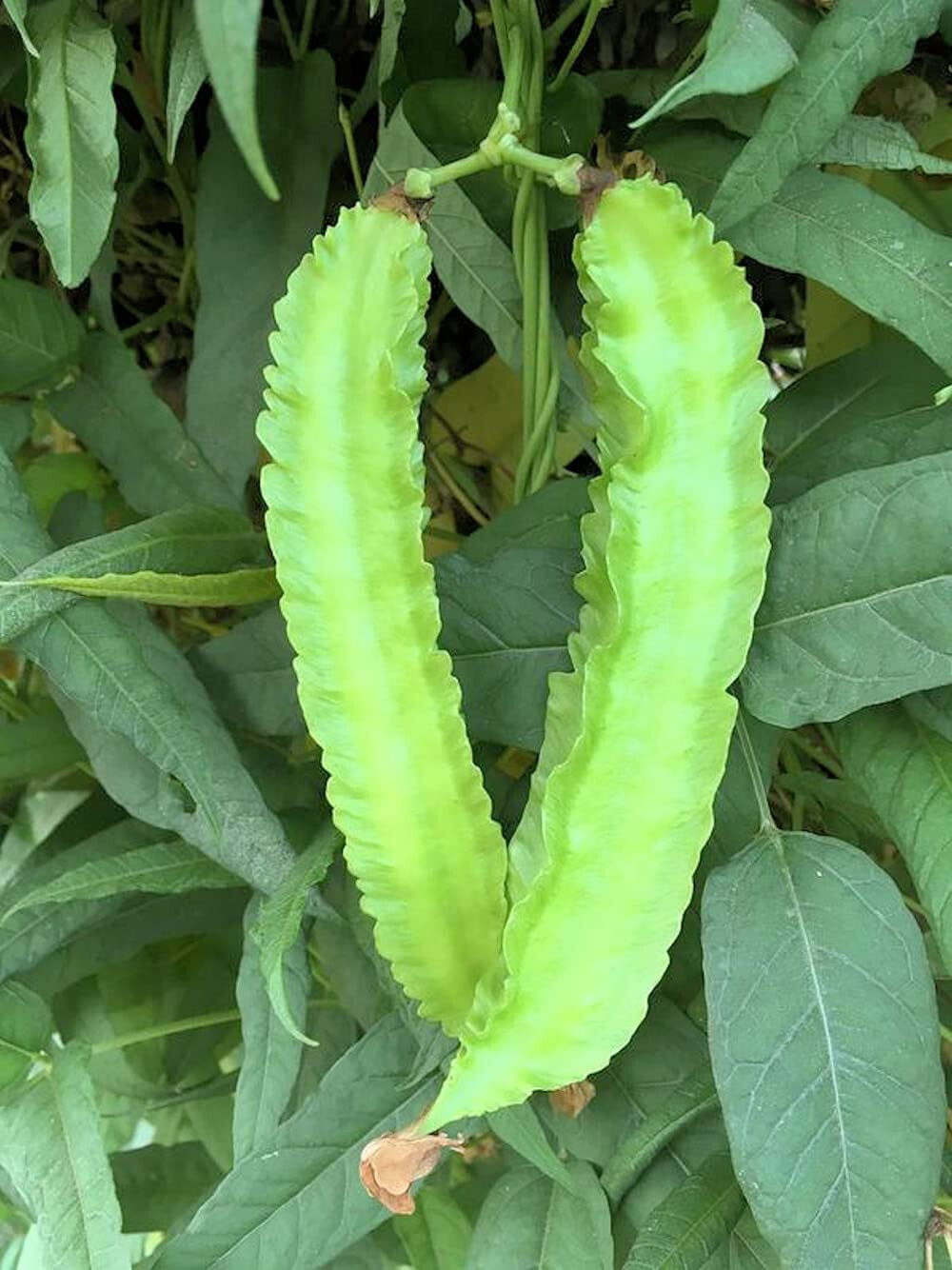 [Free Ship] WINGED BEAN SEEDS, DRAGON BEAN, ĐẬU RỒNG Vietnam- 98% GERMINATION –