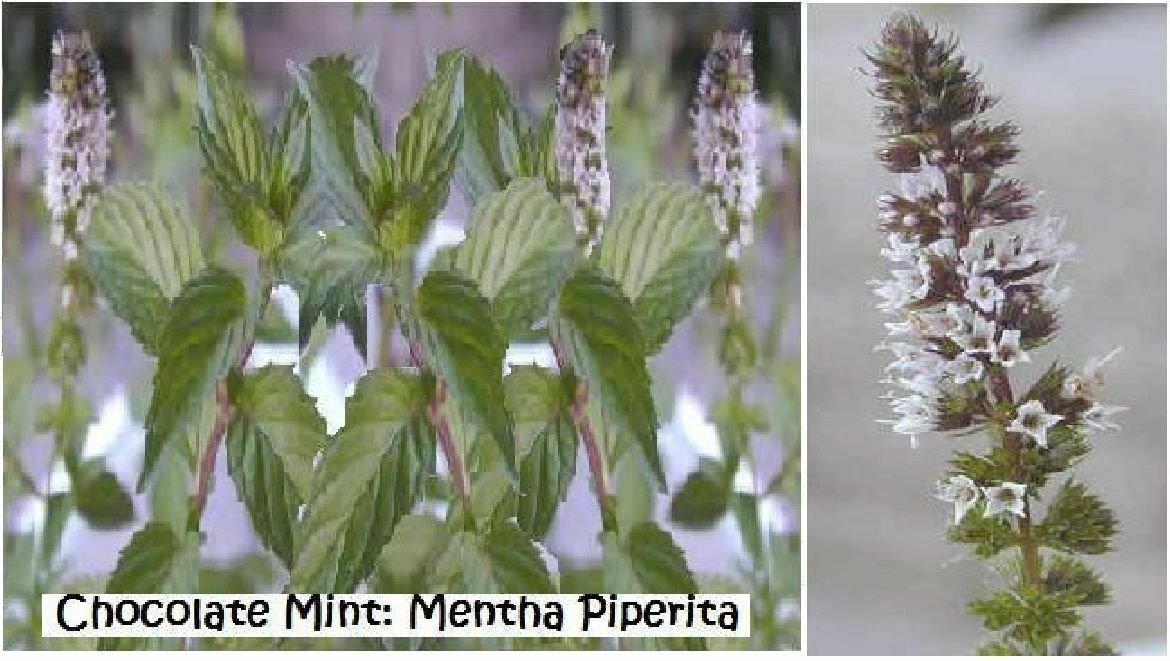 8 Seed Mints: Spearmi/Cinnm/Choc/Lemon/Lavendr/Apple/Orange/Pineapple #26 USA
