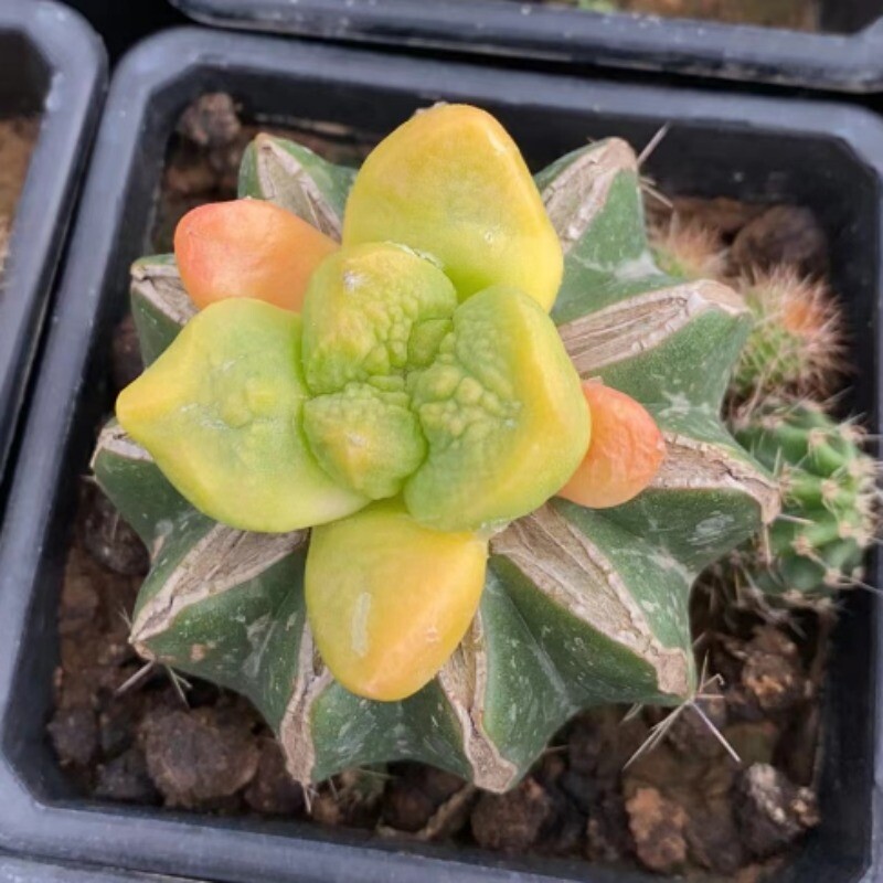 4-5cm Cactus Succulent Plant Ariocarpus retusus Scheidw. Variegated Plant