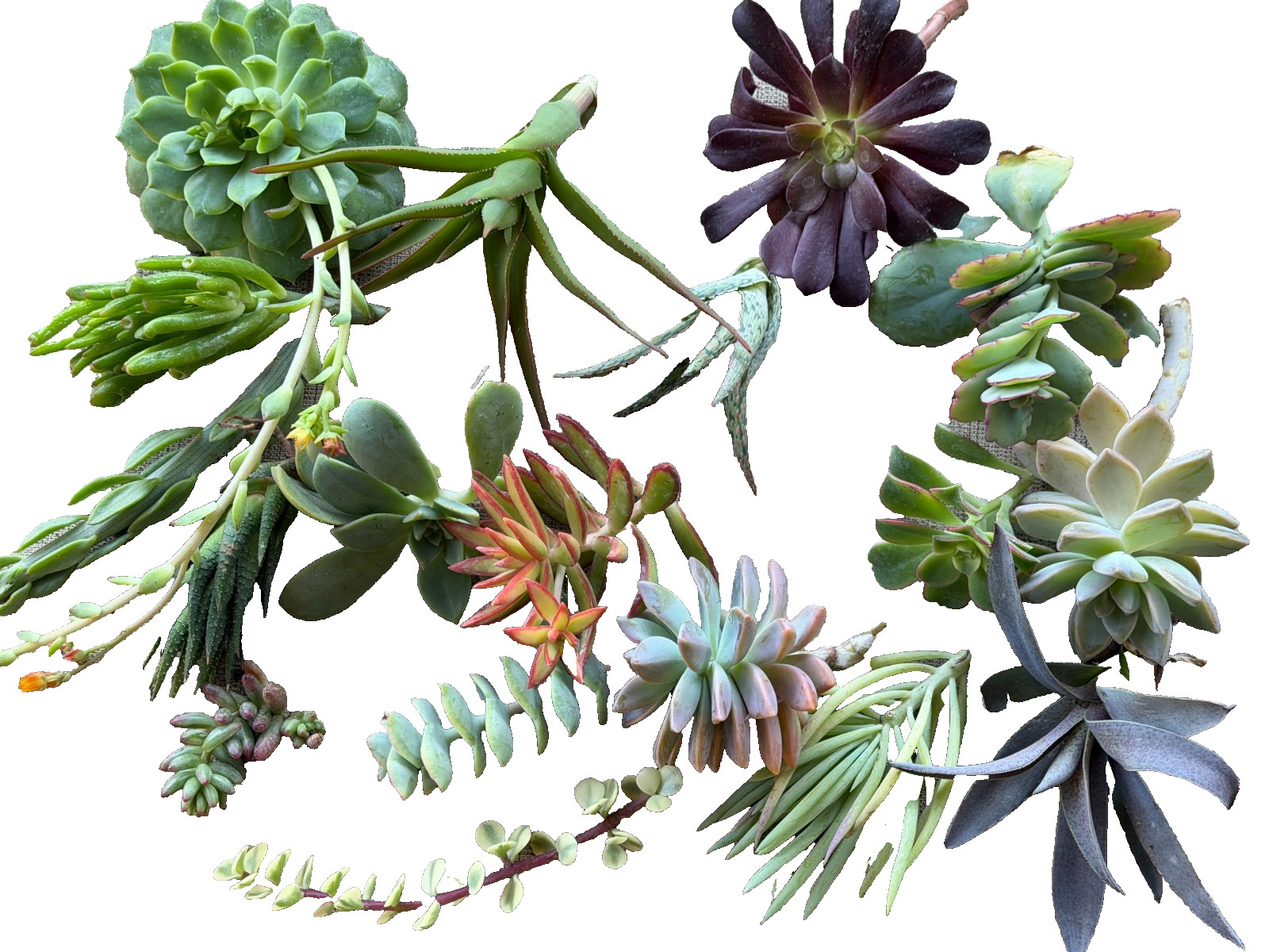 20 Assorted Succulent Cuttings- Large, Healthy Cuttings