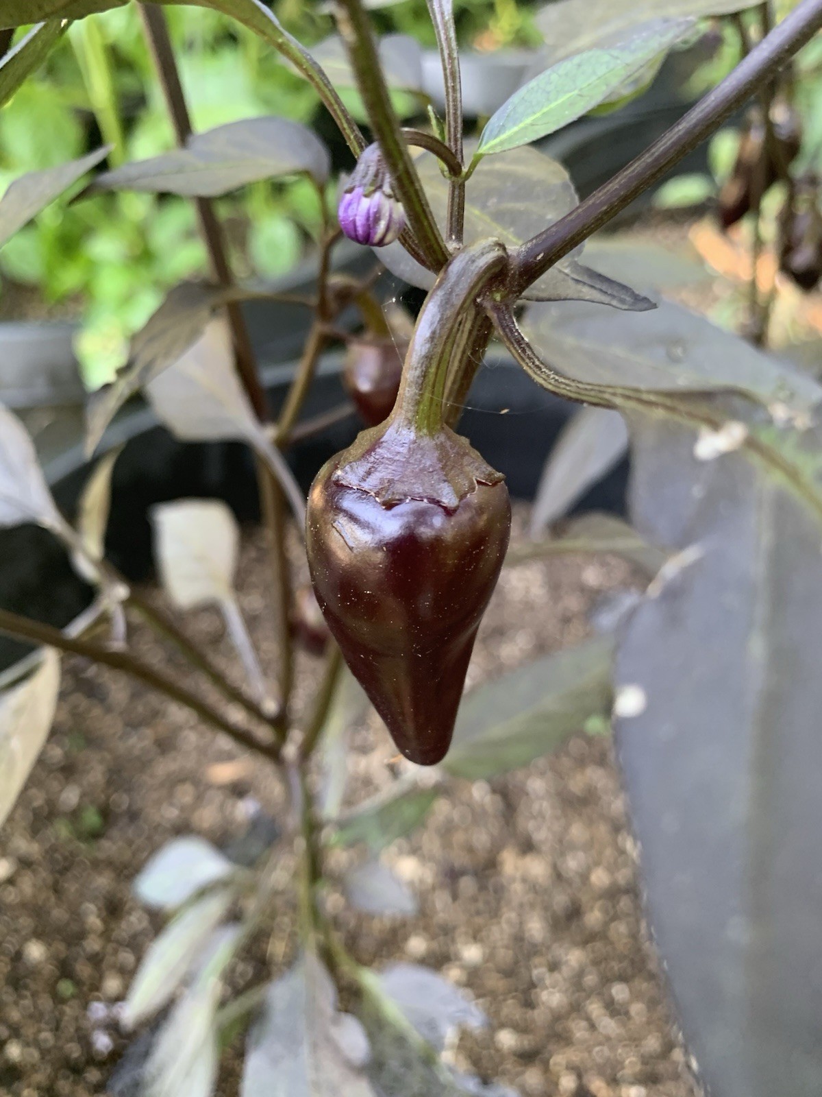 25+ Count Dracula Pepper Seeds 🇺🇸 USA Grown 🇺🇸 100% Organic!
