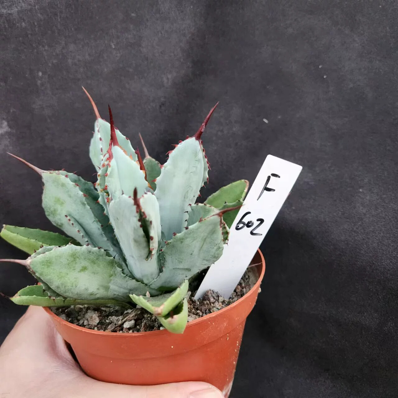 8CM Succulent Agave Plant Agave Potatorum Cv.’Cubic’ Agavaceae Home Garden Plant
