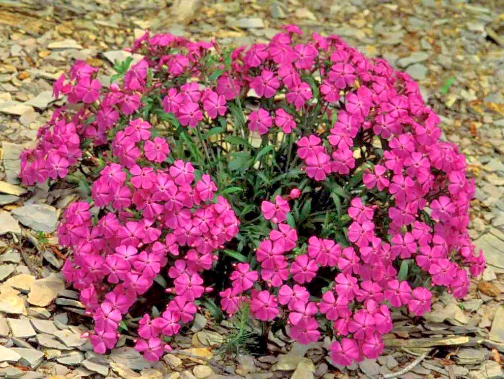 1001+CATCHFLY Flower Seeds None So Pretty Native Wildflower Patio Container Easy