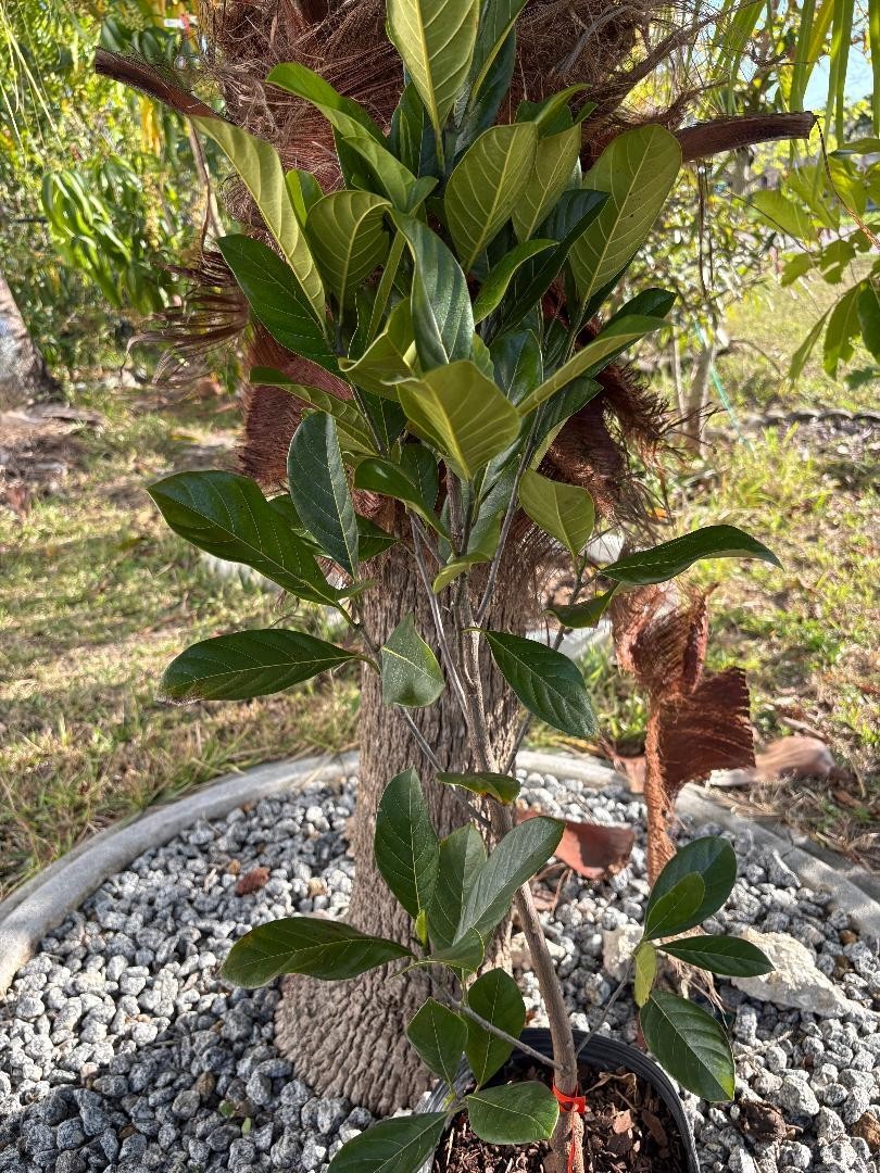 1 YEAR OLD GRAFTED BLACK GOLD JACKFRUIT TREE (A. HETEROPHYLLUS)