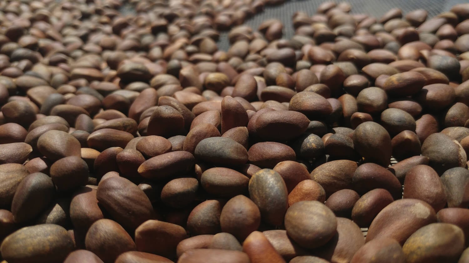 New Mexico Piñon Pine Nuts 2024 | 8oz ~ Roasted & Salted Pinon
