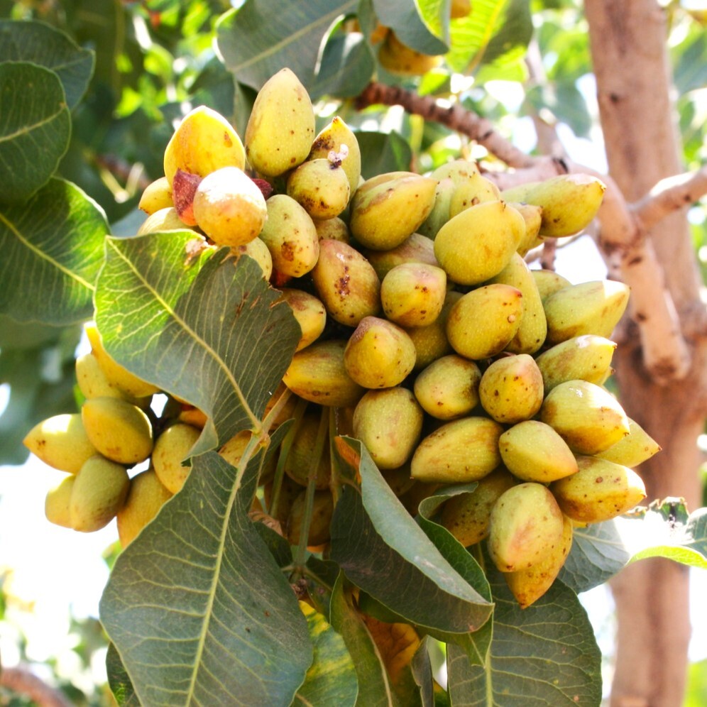Pistachio Tree Seeds | Pistacia Vera Green Nut Perennial Seed 2025 Fast Shipping