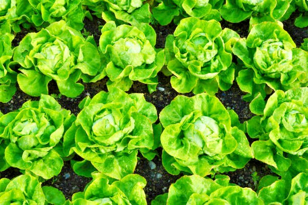 1000 LITTLE GEM BUTTERHEAD LETTUCE SEEDS | SALE FREE SHIPPING NON GMO HEIRLOOM