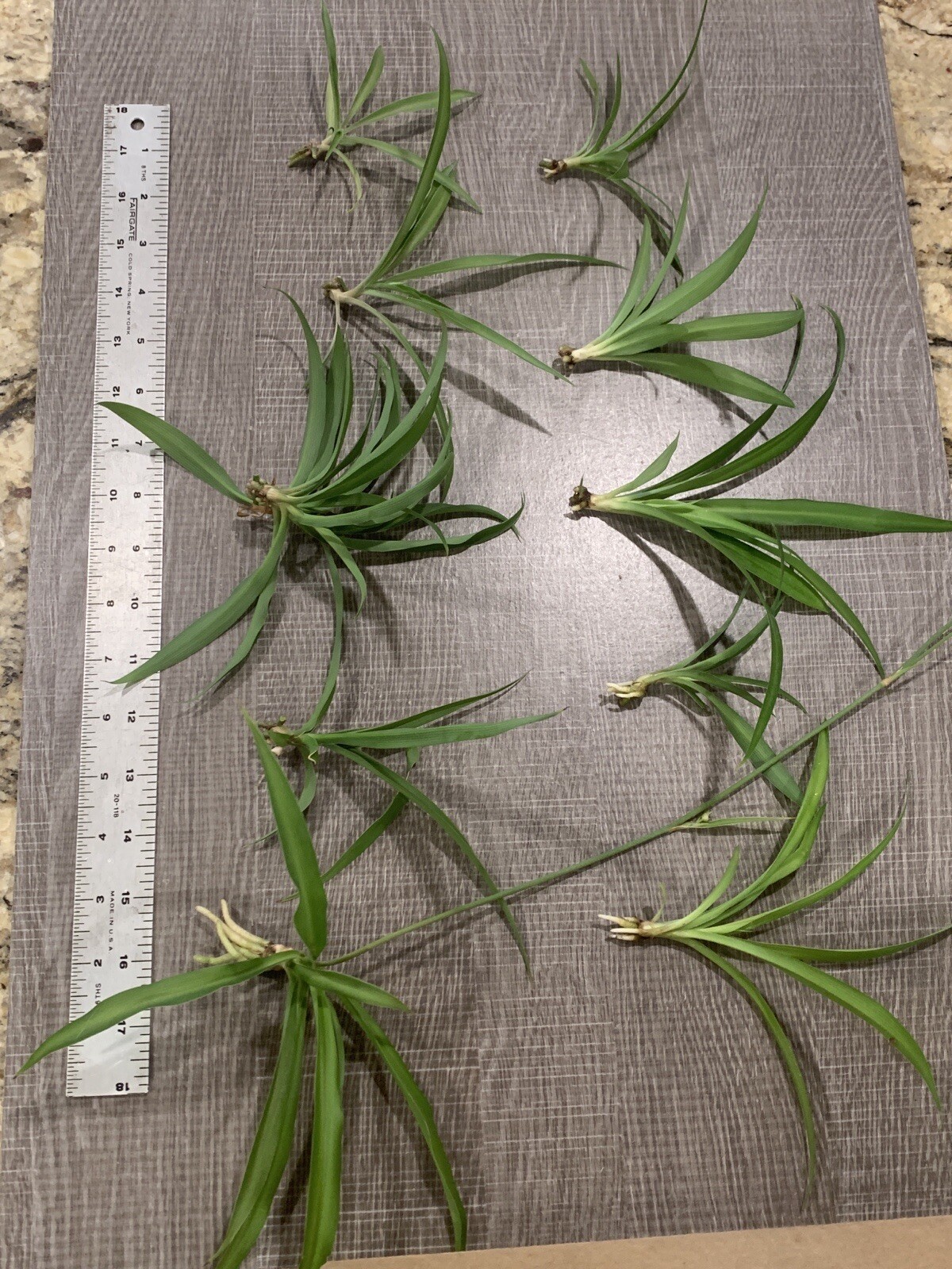 Spider Plant 10 Ready to Root Plants Easy Care Cleans Indoor Air