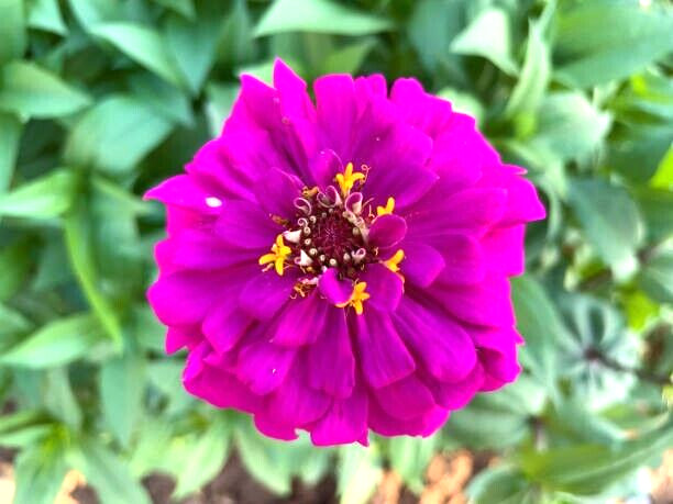 100 LAVENDER ZINNIA SEEDS | 2026 SALE FREE SHIPPING NON GMO HEIRLOOM